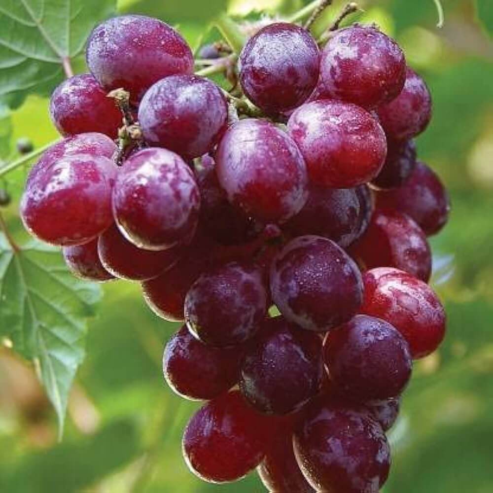 Grape Seeds – Brown
