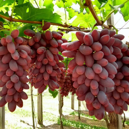 Grape Seeds – Brown Green