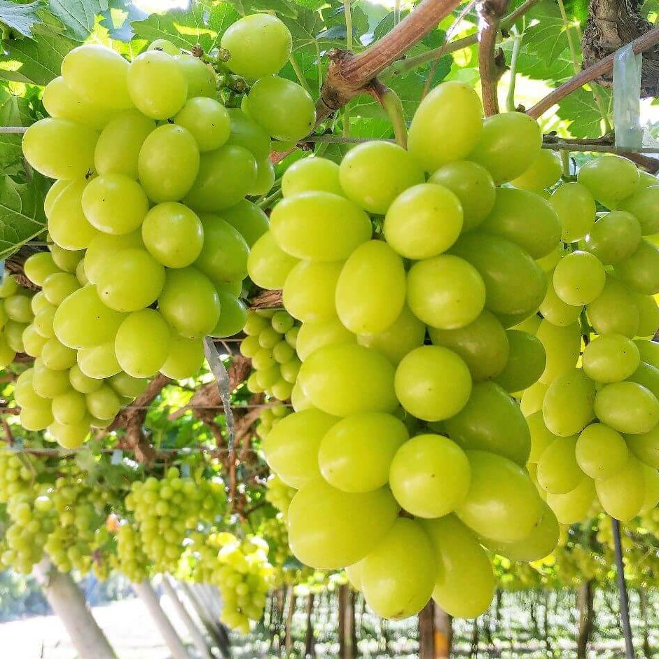Grape Seeds – Green Brazilian