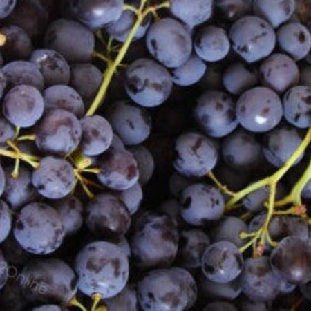 Grape Seeds – Muscat
