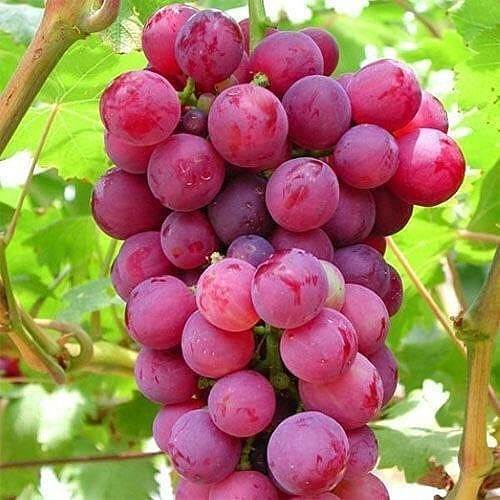 Grape Seeds – Red