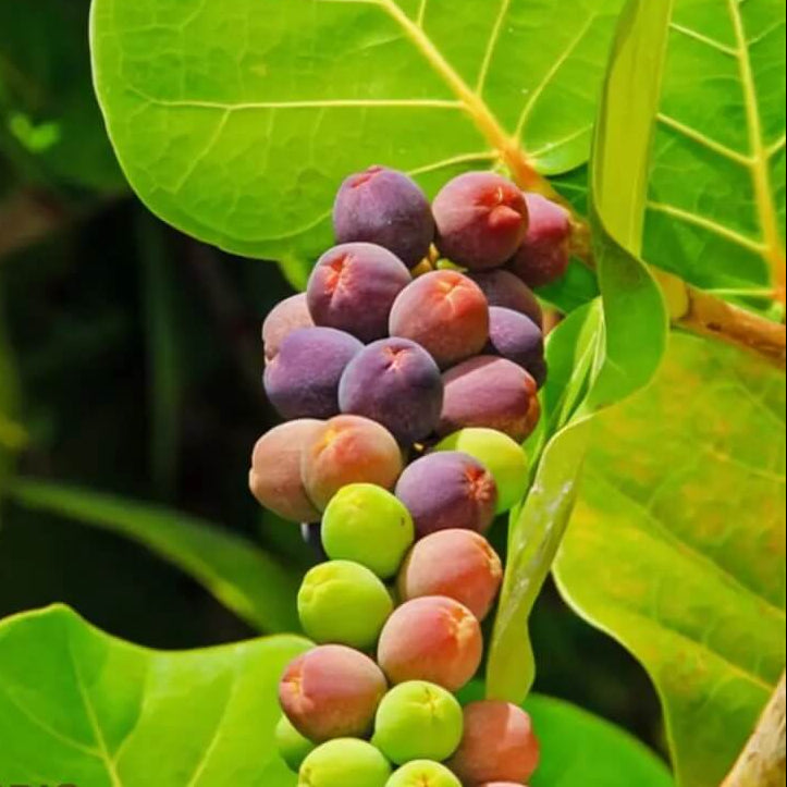 Grape Seeds – Sea Grape