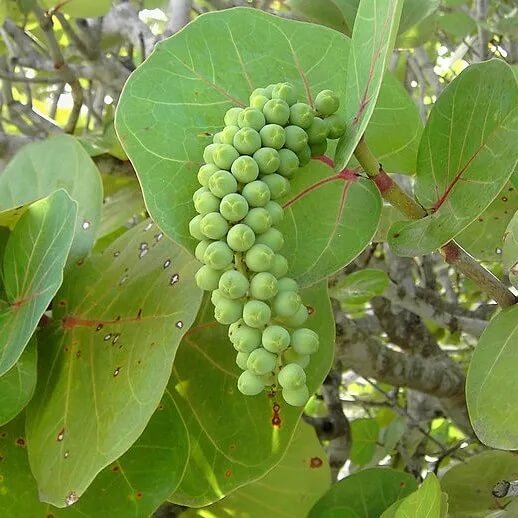 Grape Seeds – Sea Green