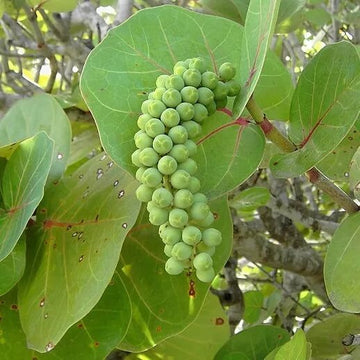 Grape Seeds – Sea Green