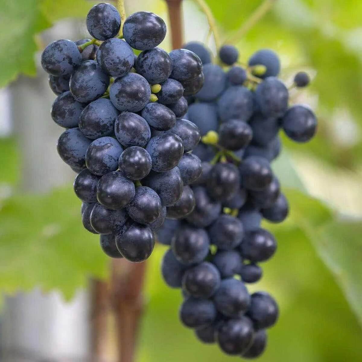 Grape Seeds – Black Corinth