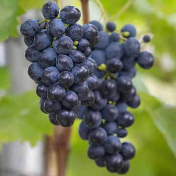 Grape Seeds – Black Corinth