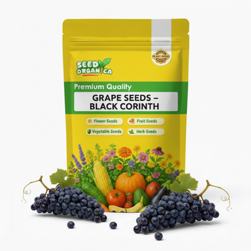 Grape Seeds – Black Corinth