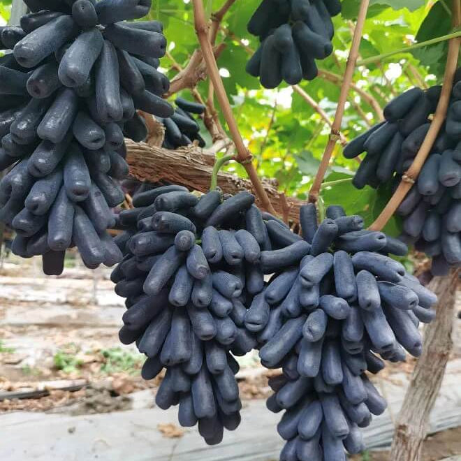 Grape Seeds – Black Finger