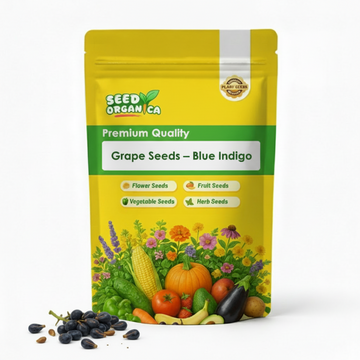 Grape Seeds – Blue Indigo