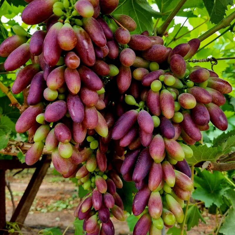 Grape Seeds – Brown Green