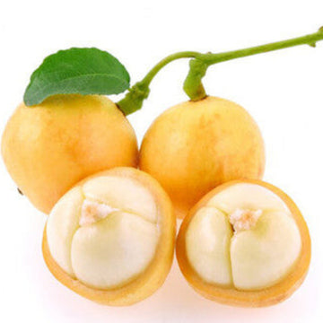 Grape Seeds – Burmese