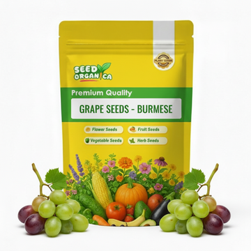 Grape Seeds – Burmese