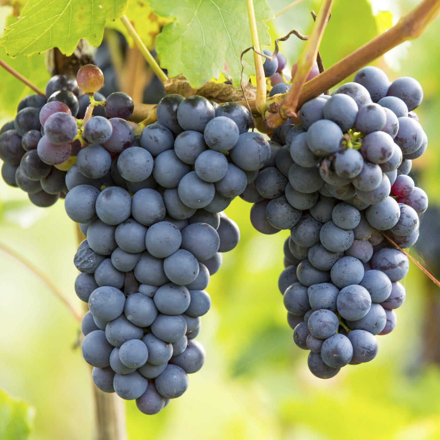 Grape Seeds – Concord