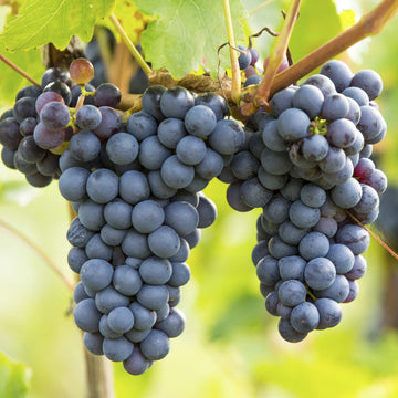 Grape Seeds – Concord