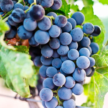 Grape Seeds – Dark Blue