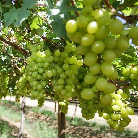 Grape Seeds – Green Brazilian