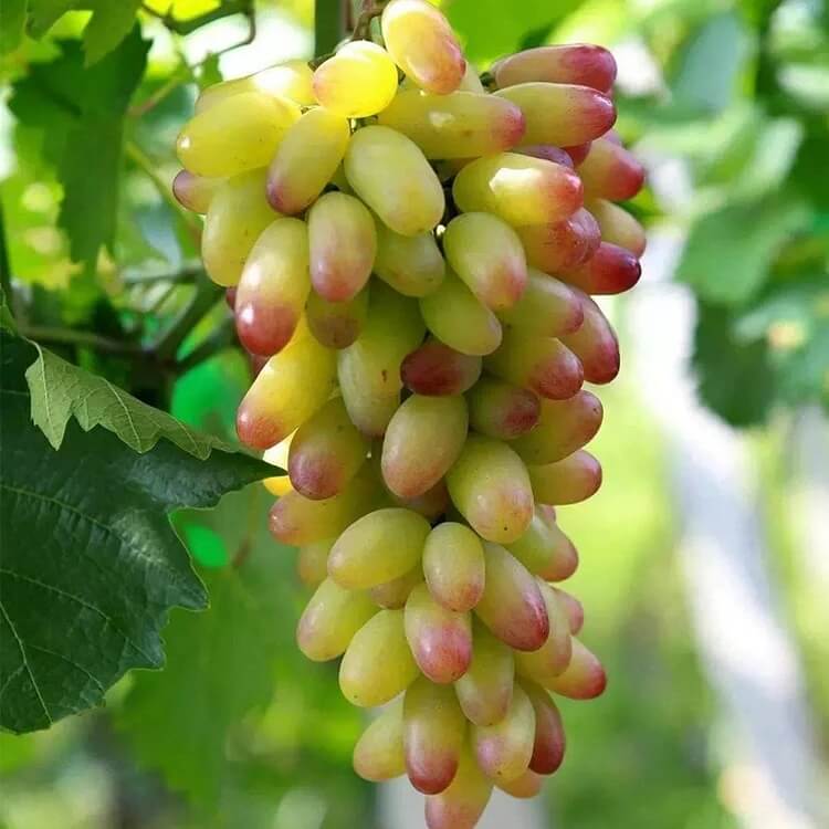 Grape Seeds – Green and Red
