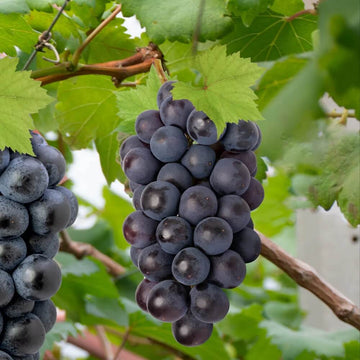 Grape Seeds – Japanese Miniature