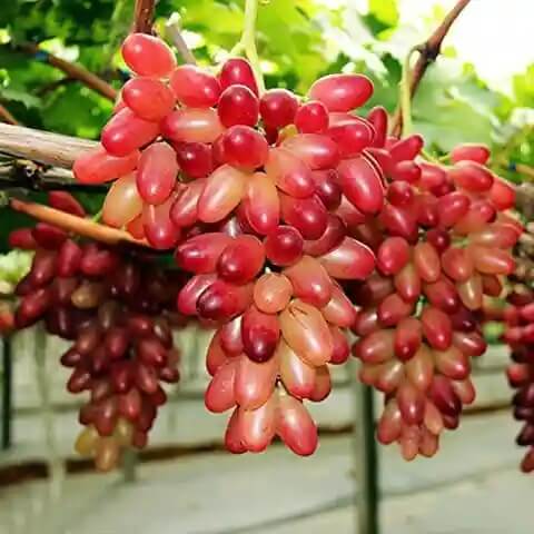 Grape Seeds – Miniature Pink