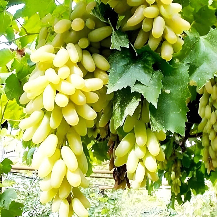 Grape Seeds – Moon Drop Green