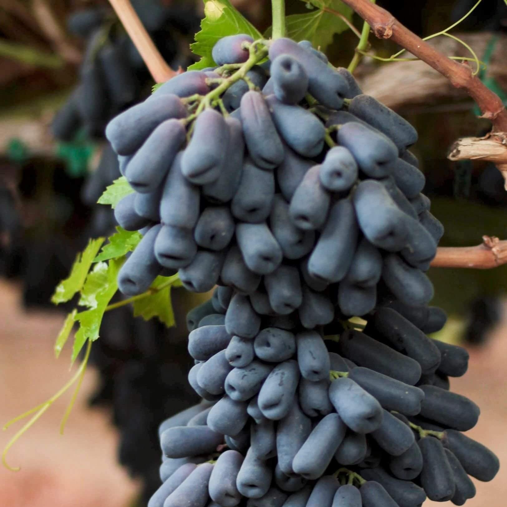 Grape Seeds – Moon Drops Black