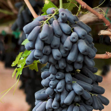 Grape Seeds – Moon Drops Black