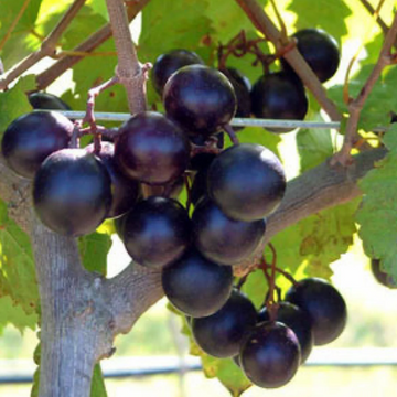 Grape Seeds – Muscadine
