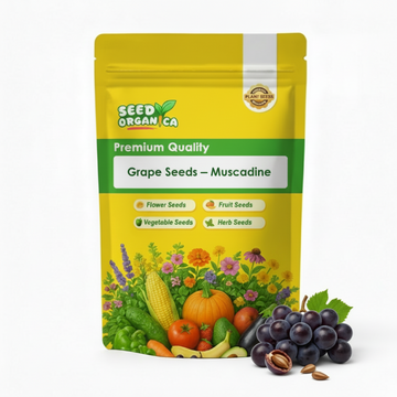 Grape Seeds – Muscadine