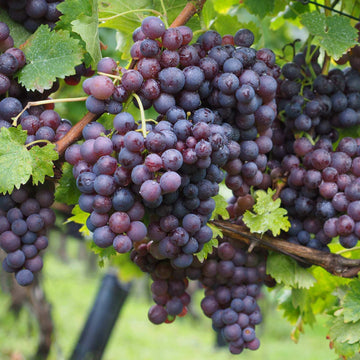 Grape Seeds – Muscat