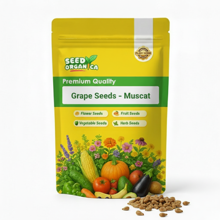 Grape Seeds – Muscat