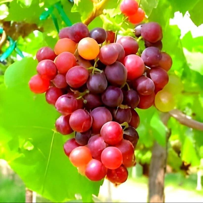 Grape Seeds – Red Orange