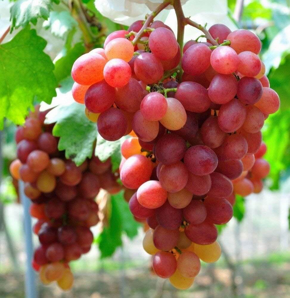Ruby Roman Ruby Roman Grape Seeds | Vitis Fruit Vine