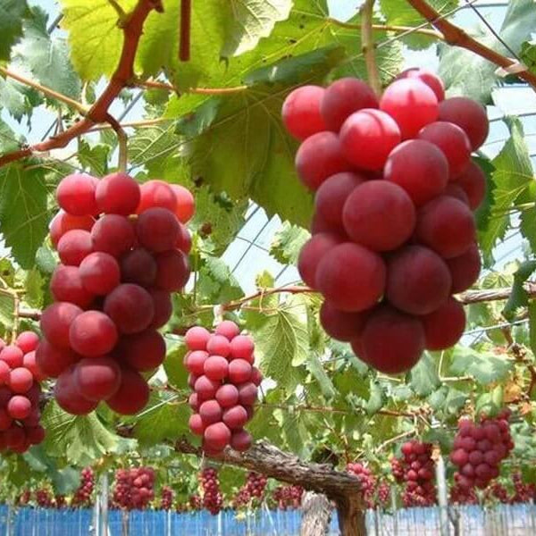 Vitis Ruby Ruby Roman Grape Seeds | Vitis Fruit Vine