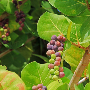 Grape Seeds – Sea Grape