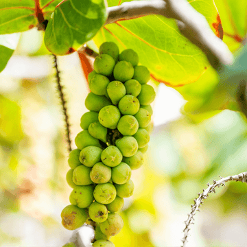 Grape Seeds – Sea Green