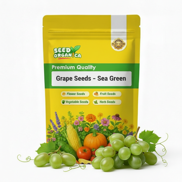 Grape Seeds – Sea Green