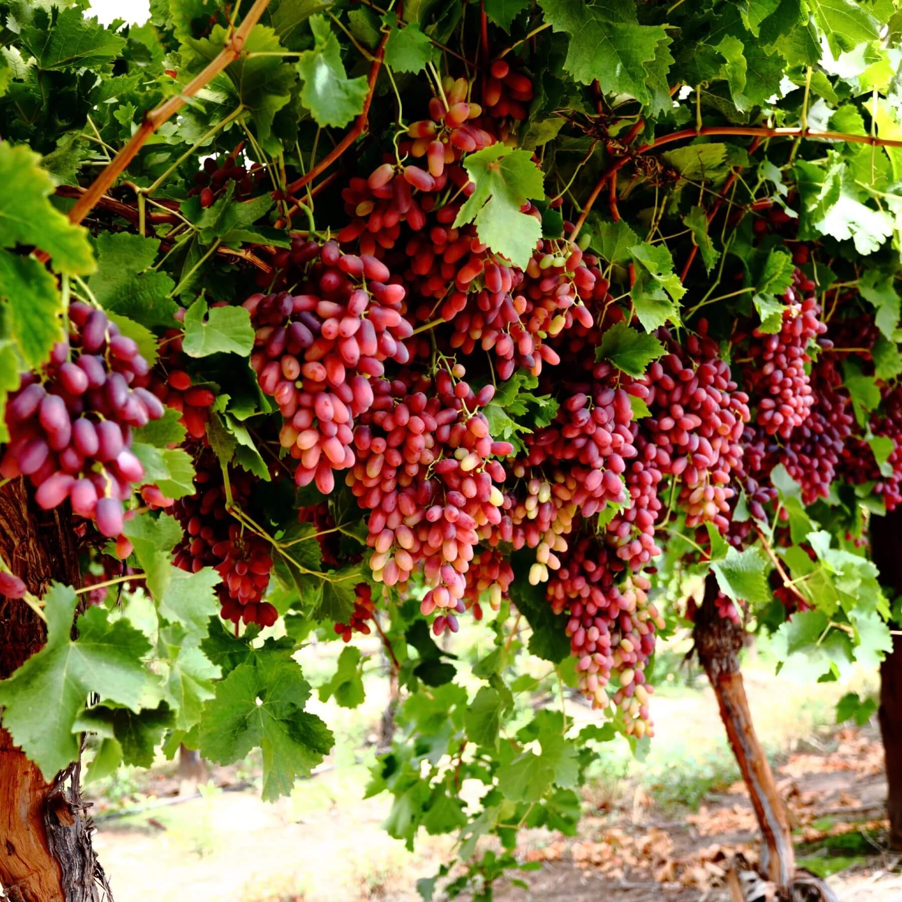 Grape Seeds – Seedless