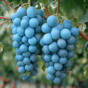 Grape Seeds – Sky Blue