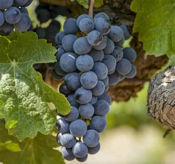 Grape Seeds – Uva Trepadoras