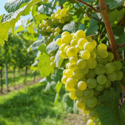 Grape Seeds – White 