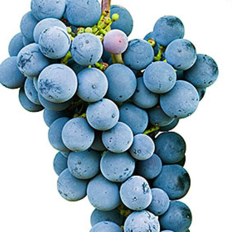 Grape Seeds – Sky Blue