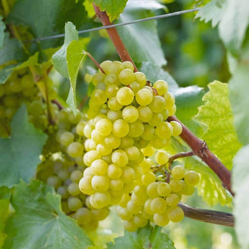 Grape Seeds – White 