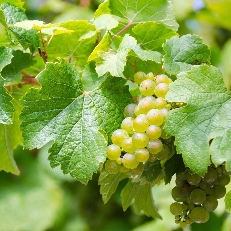 Grape Seeds – White 