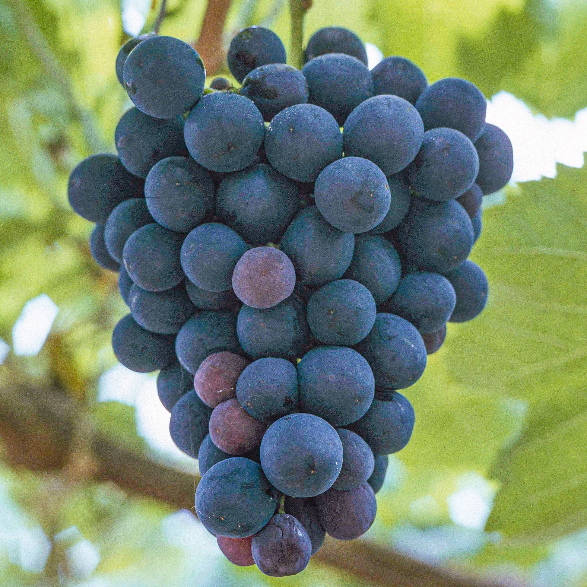 Grape Seeds – Wine
