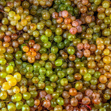 Grape Seeds – Wine Mixed