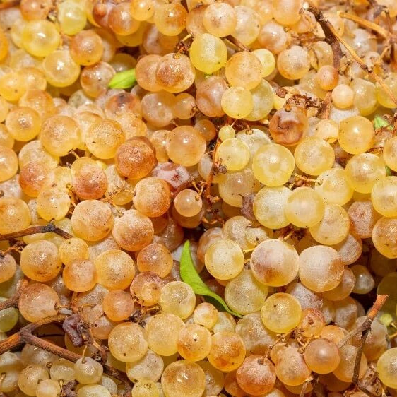 Grape Seeds – Wine Mixed