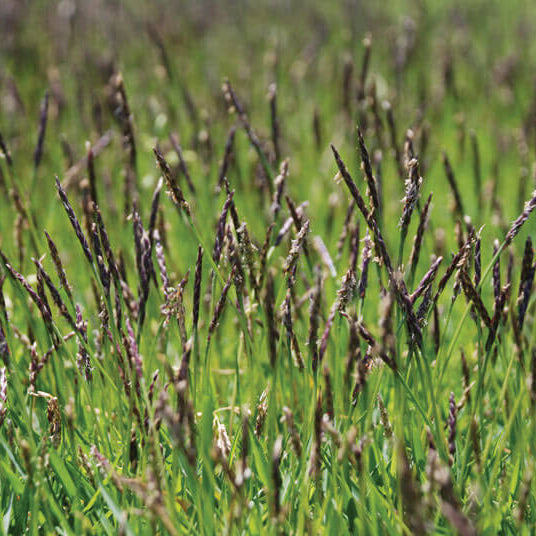 Grass Seeds – Emerald Zoysia
