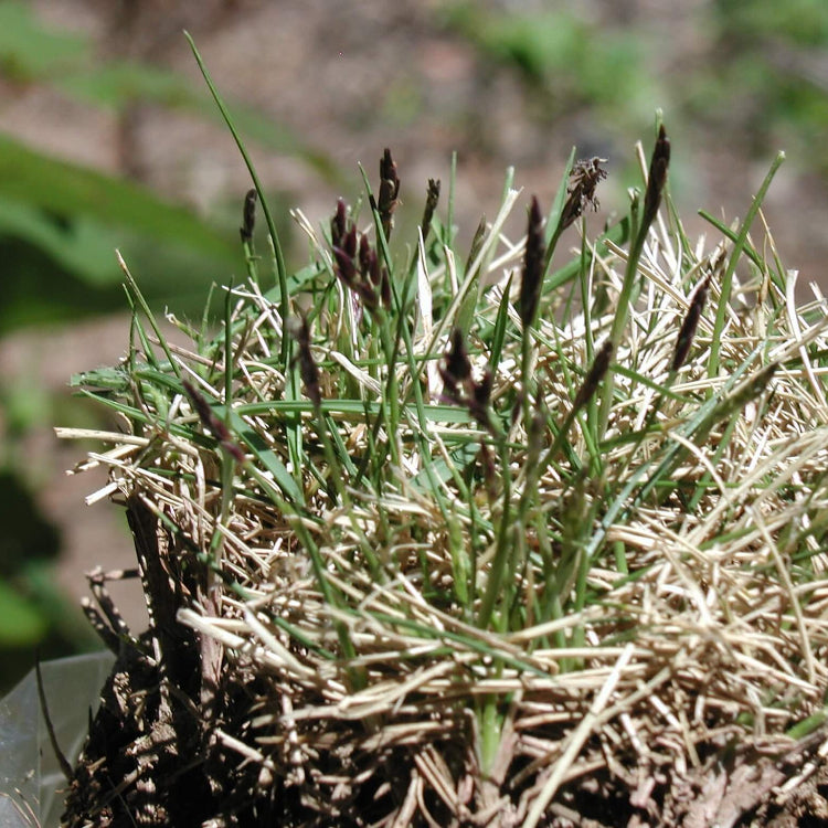 Grass Seeds – Emerald Zoysia
