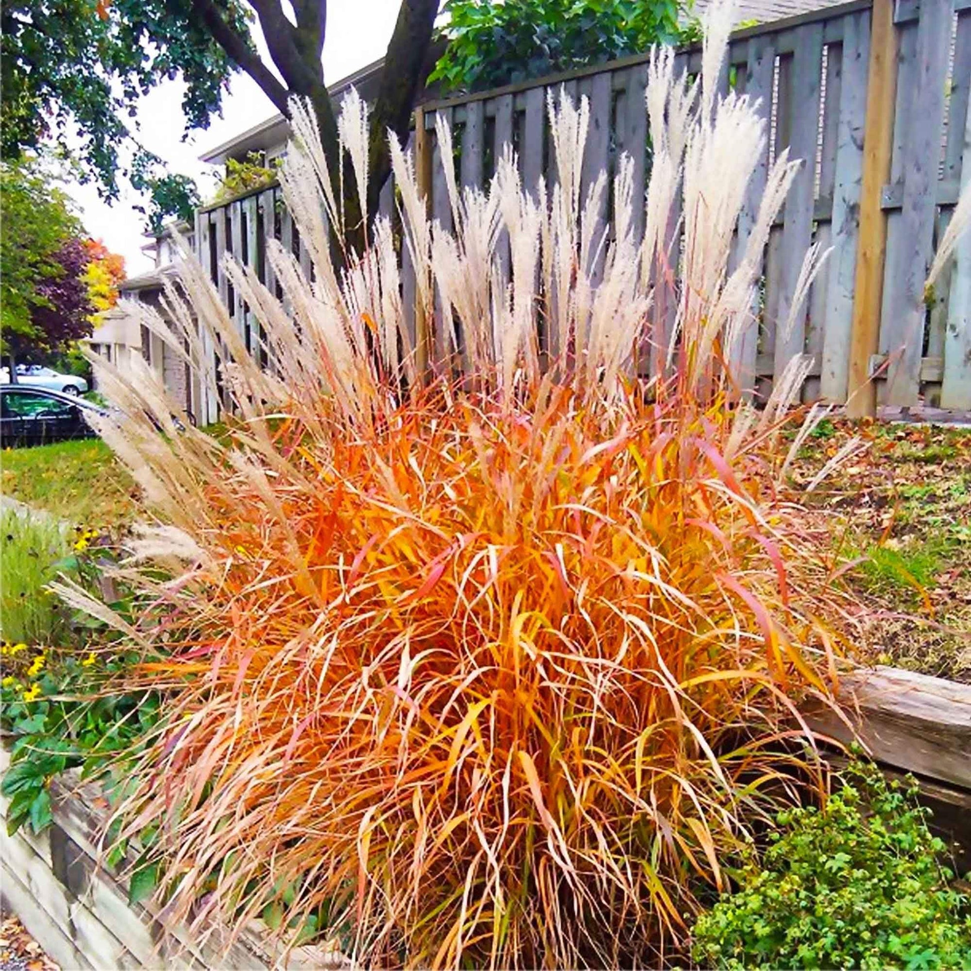 Grass Seeds – Flame
