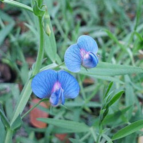 Grass Pea Seeds – Hardy Legume
